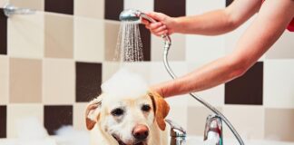 SE BUSCA PERSONAL PARA VETERINARIA, TRABAJO POR HORAS, BAÑO DE CANINOS Y FELINOS