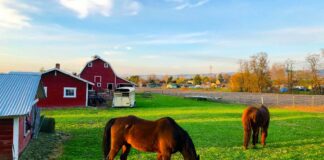 SE SOLICITA AYUDANTE DE RANCHO PARA CUIDADO DE ANIMALES Y MANTENIMIENTO DE INSTALACIONES EN GRANJA
