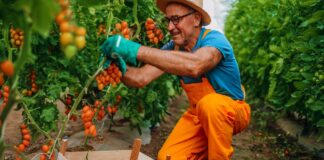 SE SOLICITA PEONES AGRÍCOLAS PARA COSECHA Y ENVASADO DE PRODUCTOS, NO SE REQUIERE EXPERIENCIA