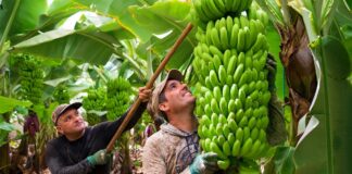 SE SOLICITA PEÓN AGRÍCOLA HOMBRE Y/O MUJER PARA FINCA DE PLATANOS (MEDIO TIEMPO)