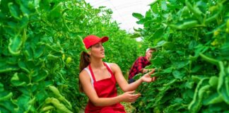 SE REQUIERE PEONES AGRÍCOLAS PARA CONTROL DE CALIDAD DE PRODUCTOS, NO SE REQUIERE EXPERIENCIA