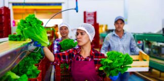 SE SOLICITA AUXILIAR DE PRODUCCIÓN PARA ENVASADO DE FRUTAS Y VEGETALES, TIEMPO COMPLETO