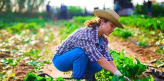 SE REQUIERE TRABAJADOR AGRÍCOLA PARA CONTROL DE CALIDAD Y COSECHA DE PRODUCTOS (HOMBRE Y/O MUJER)