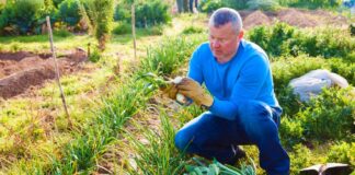 SE SOLICITA PEÓN AGRÍCOLA PARA RIEGO Y RECOLECCIÓN DE PRODUCTOS EN COSECHA (MEDIO TIEMPO)