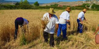 SE REQUIERE TRABAJADOR AGRÍCOLA GENERAL PARA COSECHA DE TRIGO (MÍNIMA EXPERIENCIA)
