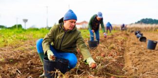 SE SOLICITA TRABAJADOR AGRÍCOLA PARA CLASIFICACIÓN DE PRODUCTOS EN COSECHA DE PAPAS (MÍNIMA EXPERIENCIA)