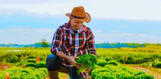 SE REQUIERE TRABAJADOR AGRÍCOLA CON O SIN EXPERIENCIA PARA COSECHA DE VERDURAS