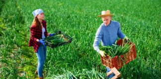 SE SOLICITA TRABAJADOR AGRÍCOLA PARA RIEGO Y CONTROL DE CALIDAD DE PRODUCTOS EN COSECHA