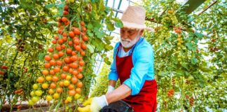 SE SOLICITA PEÓN/A AGRÍCOLA PARA RECOLECCIÓN DE PRODUCTOS EN COSECHA DE FRUTA