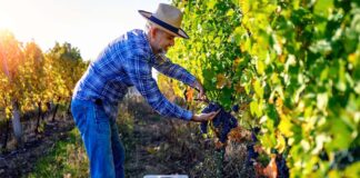 SE REQUIERE TRABAJADORES DE CAMPO PARA COSECHA DE UVAS (MÍNIMA EXPERIENCIA)