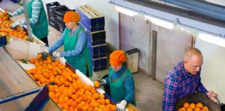 SE SOLICITA OPERARIO/A DE PRODUCCIÓN PARA ENVASADO DE PRODUCTOS EN FÁBRICA DE FRUTAS