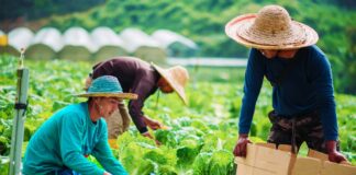 SE SOLICITA PEONES AGRÍCOLAS PARA JORNADA DE TIEMPO COMPLETO, DISPONIBILIDAD INMEDIATA
