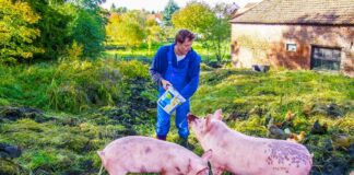 SE SOLICITA ASISTENTE DE GRANJA PORCINA CON O SIN EXPERIENCIA, DISPONIBILIDAD INMEDIATA
