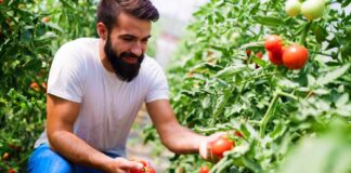 SE SOLICITA TRABAJADOR AGRÍCOLA CON MÍNIMA EXPERIENCIA PARA COSECHA DE FRUTAS Y VERDURAS