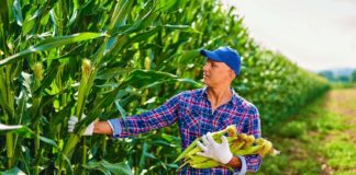 SE REQUIERE TRABAJADORES AGRÍCOLAS PARA COSECHA DE MAÍZ Y ALGODÓN, NO SE REQUIERE EXPERIENCIA