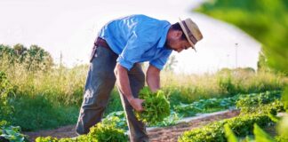 SE SOLICITA TRABAJADOR AGRÍCOLA PARA LABORES DE RIEGO Y COSECHA, DISPONIBILIDAD INMEDIATA