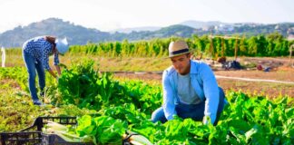 SE SOLICITA TRABAJADORES AGRÍCOLAS CON O SIN EXPERIENCIA PARA RECOLECCIÓN Y CLASIFICACIÓN DE PRODUCTOS