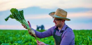 SE REQUIERE TRABAJADOR AGRÍCOLA PARA CLASIFICACIÓN DE PRODUCTOS EN COSECHA DE VERDURAS
