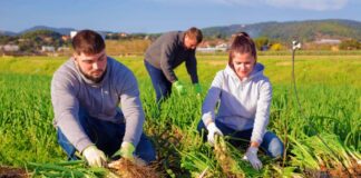 SE REQUIERE PEONES AGRÍCOLAS PARA TRABAJAR 5 DÍAS A LA SEMANA (HOMBRES Y/O MUJERES)