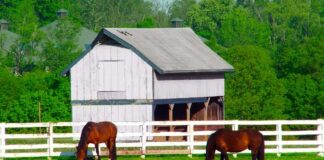 SE SOLICITA TRABAJADOR DE GRANJA PARA CUIDADO DE CABALLOS, NO SE REQUIERE EXPERIENCIA