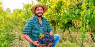SE SOLICITA TRABAJADORES DE VIÑEDOS CON MÍNIMA EXPERIENCIA PARA COSECHA DE UVAS