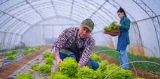 SE REQUIERE PEONES AGRÍCOLAS PARA CUIDADO DE PLANTAS EN VIVERO