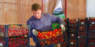 SE SOLICITA EMPACADOR DE TOMATES HOMBRE Y/O MUJER (CON O SIN EXPERIENCIA)