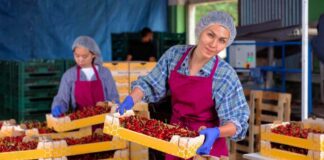 SE REQUIERE PERSONAL DE ALMACÉN PARA ENVASADO DE CEREZAS, NO SE REQUIERE EXPERIENCIA