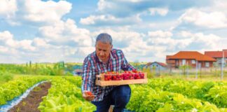 SE REQUIERE TRABAJADORES AGRÍCOLAS PARA RECOLECCIÓN DE FRESAS EN COSECHA (MÍNIMA EXPERIENCIA)