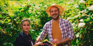 SE SOLICITA TRABAJADORES AGRÍCOLAS PARA RECOLECCIÓN DE MORAS (MÍNIMA EXPERIENCIA)