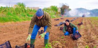 SE SOLICITA TRABAJADOR AGRÍCOLA PARA COSECHA DE PRODUCTOS, DISPONIBILIDAD INMEDIATA