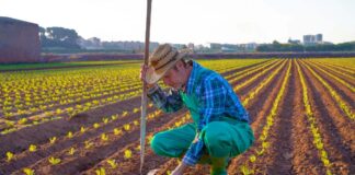 SE SOLICITA TRABAJADOR AGRÍCOLA CON MÍNIMA EXPERIENCIA PARA COSECHA (TIEMPO COMPLETO)