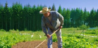 SE SOLICITA TRABAJADOR AGRÍCOLA CON MÍNIMA EXPERIENCIA PARA CONTROL DE PRODUCTOS EN COSECHA