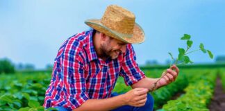 SE SOLICITA PEÓN/A AGRÍCOLA PARA COSECHA, TURNO MAÑANA