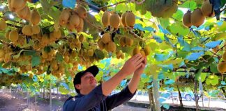 SE REQUIERE PEÓN AGRÍCOLA PARA RECOLECCIÓN DE KIWIS EN COSECHA, NO SE REQUIERE EXPERIENCIA