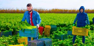 SE REQUIERE PEONES AGRÍCOLAS PARA FINCA (HOMBRE Y/O MUJER), TIEMPO COMPLETO