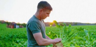 SE SOLICITA TRABAJADORES DE CAMPO CON MÍNIMA EXPERIENCIA PARA COSECHA DE ALFALFA