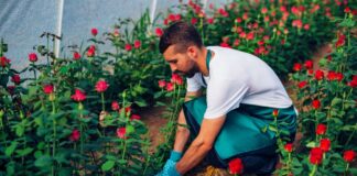 SE SOLICITA OPERARIO PARA VIVERO CON DISPONIBILIDAD INMEDIATA, REALIZAR LABORES DE JARDINERÍA