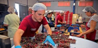 SE REQUIERE EMPACADOR DE CEREZAS PARA CLASIFICACIÓN DE PRODUCTOS, TURNO DIURNO