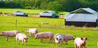 SE REQUIERE PEÓN GANADERO PARA CUIDADO Y MANTENIMIENTO DE GRANJA PORCINA