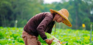 SE SOLICITA PEÓN/A AGRÍCOLA PARA CUIDADO Y RECOLECCIÓN DE PRODUCTOS, NO SE REQUIERE EXPERIENCIA