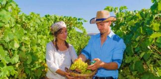 SE SOLICITA TRABAJADOR AGRÍCOLA CON DISPONIBILIDAD INMEDIATA PARA COSECHA DE VERDURAS