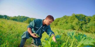 SE REQUIERE TRABAJADOR AGRÍCOLA PARA COSECHA DE PRODUCTOS Y CUIDADO DE PLANTAS