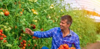 SE REQUIERE PEÓN AGRÍCOLA PARA RECOLECCIÓN DE TOMATES, TIEMPO COMPLETO
