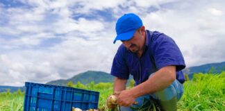 SE SOLICITA TRABAJADOR AGRÍCOLA CON MÍNIMA EXPERIENCIA PARA COSECHA DE CEBOLLA