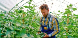 SE SOLICITA TRABAJADOR AGRÍCOLA CON MÍNIMA EXPERIENCIA PARA COSECHA DE VERDURAS