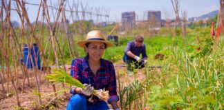 SE REQUIERE TRABAJADOR AGRÍCOLA PARA COSECHA DE VERDURAS, DISPONIBILIDAD INMEDIATA