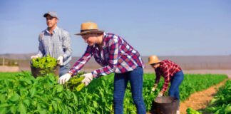 SE REQUIERE TRABAJADOR AGRÍCOLA PARA CONTROL DE INVENTARIO EN COSECHA