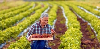 SE SOLICITA TRABAJADORES DE CAMPO CON O SIN EXPERIENCIA PARA COSECHA DE FRESAS