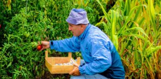 SE SOLICITA TRABAJADOR AGRÍCOLA PARA COSECHA DE PRODUCTOS Y CUIDADO DE ÁREAS